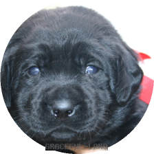 レッド(NORBLE 女の子)